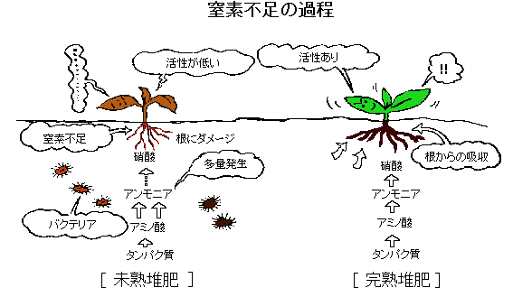 窒素不足の過程